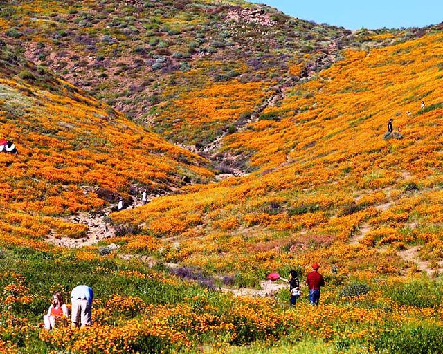 Cánh đồng hoa dại tuyệt đẹp tại California, Mỹ - Ảnh 3.