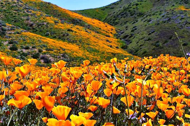 Cánh đồng hoa dại tuyệt đẹp tại California, Mỹ - Ảnh 7.
