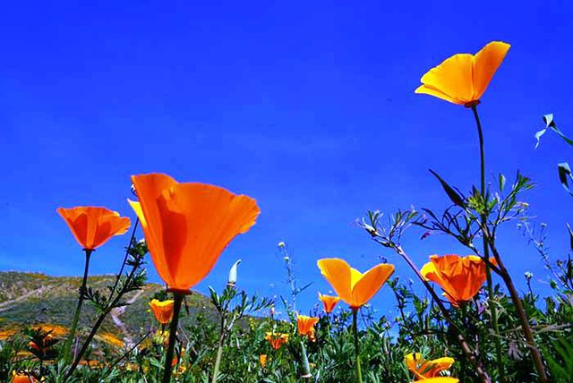 Cánh đồng hoa dại tuyệt đẹp tại California, Mỹ - Ảnh 12.
