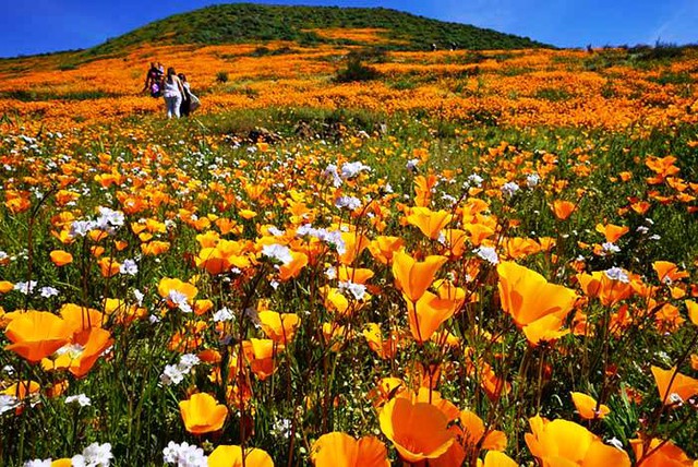 Cánh đồng hoa dại tuyệt đẹp tại California, Mỹ - Ảnh 13.