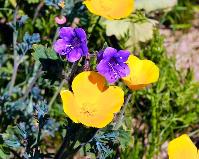 Cánh đồng hoa dại tuyệt đẹp tại California, Mỹ - Ảnh 1.