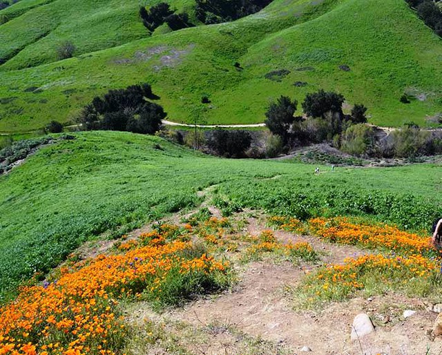 Cánh đồng hoa dại tuyệt đẹp tại California, Mỹ - Ảnh 14.