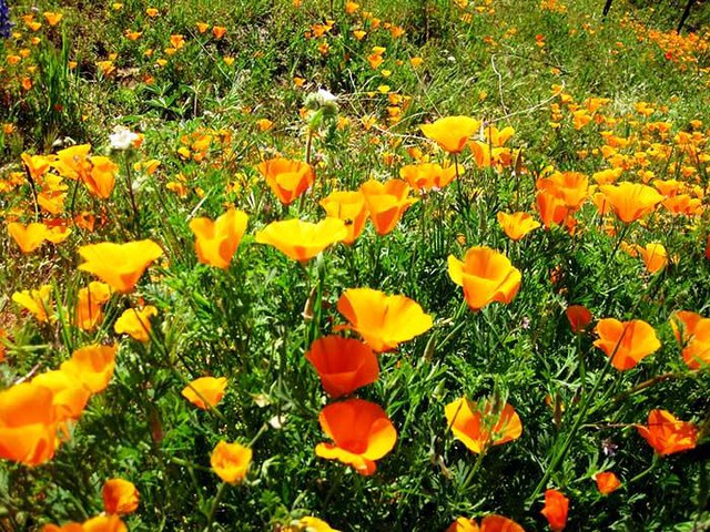 Cánh đồng hoa dại tuyệt đẹp tại California, Mỹ - Ảnh 5.