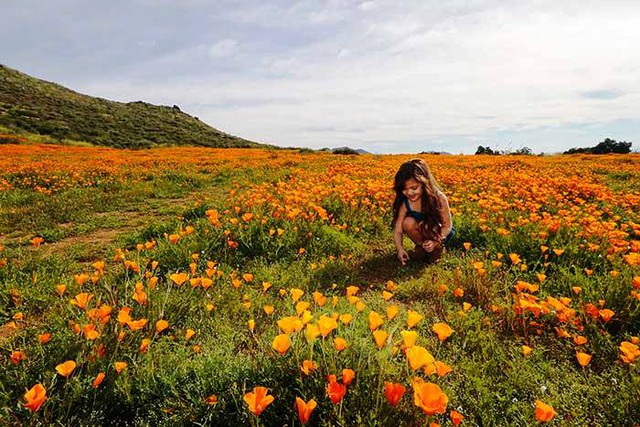 Cánh đồng hoa dại tuyệt đẹp tại California, Mỹ - Ảnh 6.