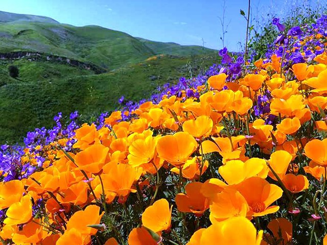 Cánh đồng hoa dại tuyệt đẹp tại California, Mỹ | VTV.VN