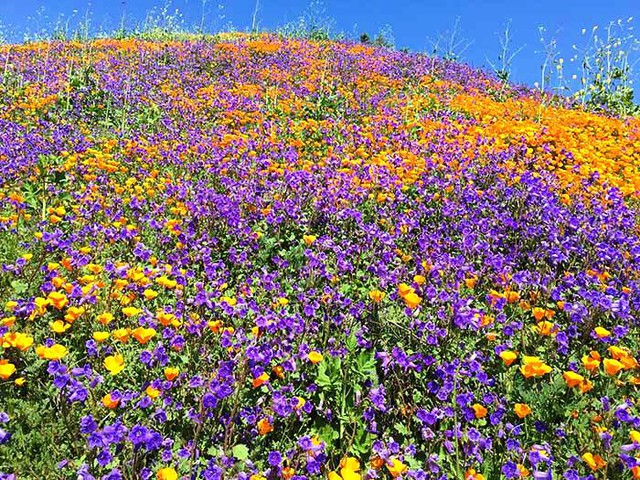 Cánh đồng hoa dại tuyệt đẹp tại California, Mỹ - Ảnh 9.