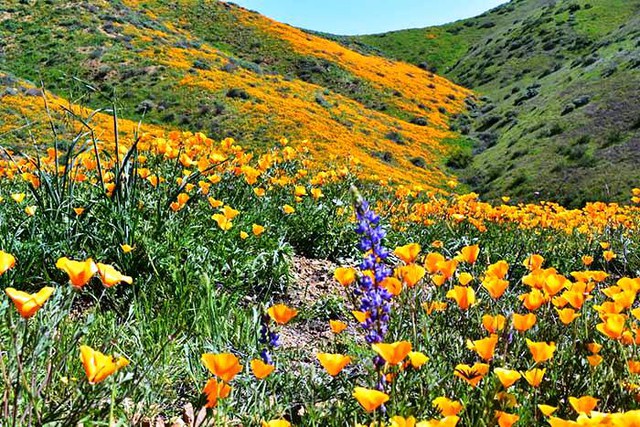Cánh đồng hoa dại tuyệt đẹp tại California, Mỹ - Ảnh 10.