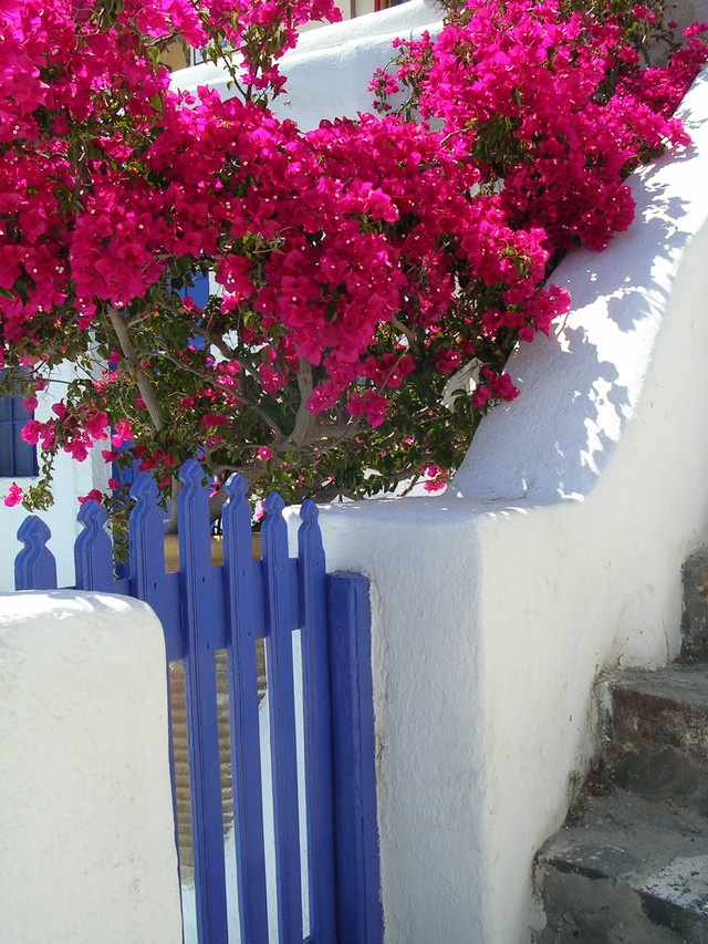 Sắc hồng hoa giấy tô điểm vẻ đẹp của Santorini - Ảnh 9.
