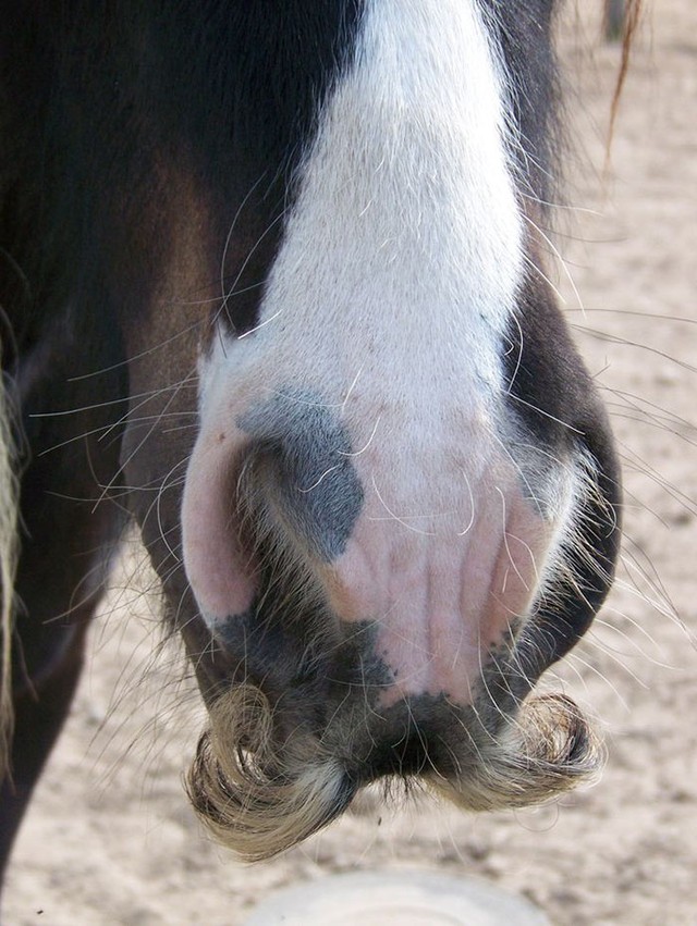 Có thể bạn chưa biết: Ngựa cũng có thể mọc râu - Ảnh 8.