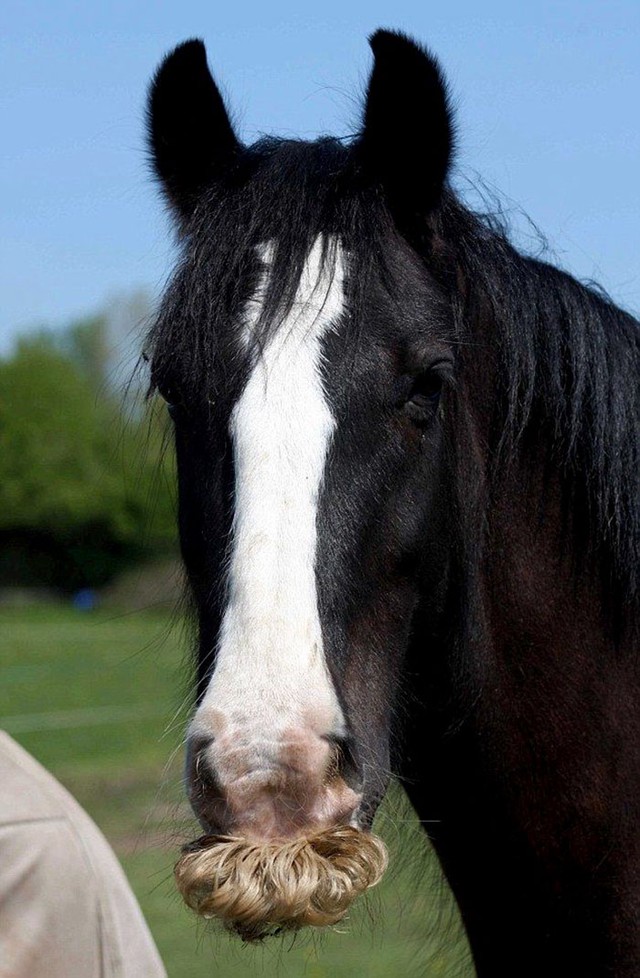 Có thể bạn chưa biết: Ngựa cũng có thể mọc râu - Ảnh 7.