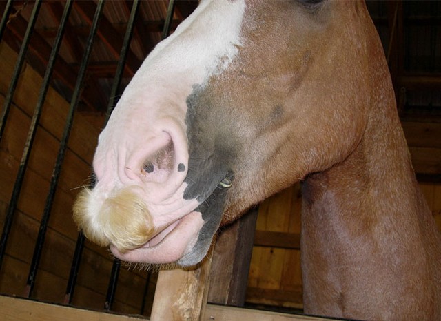 Có thể bạn chưa biết: Ngựa cũng có thể mọc râu - Ảnh 6.
