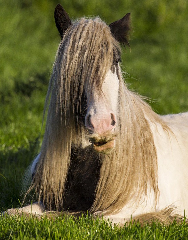 Có thể bạn chưa biết: Ngựa cũng có thể mọc râu - Ảnh 9.