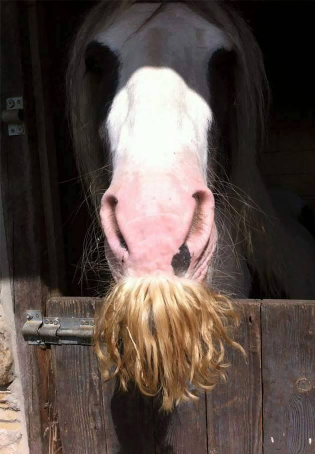 Có thể bạn chưa biết: Ngựa cũng có thể mọc râu - Ảnh 4.