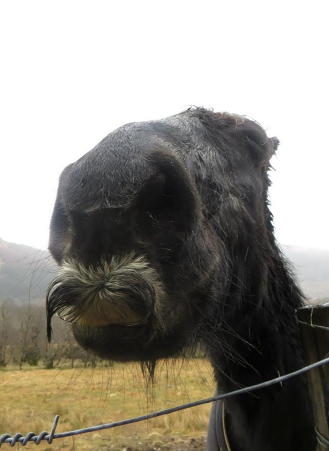 Có thể bạn chưa biết: Ngựa cũng có thể mọc râu - Ảnh 2.