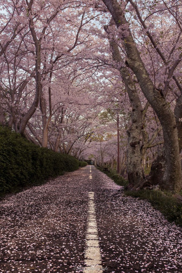 Ngẩn ngơ trước vẻ đẹp thần tiên của mùa hoa anh đào Nhật Bản - Ảnh 8.