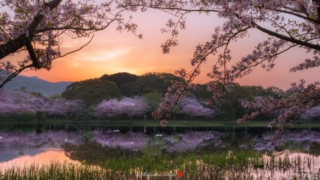 Ngẩn ngơ trước vẻ đẹp thần tiên của mùa hoa anh đào Nhật Bản - Ảnh 11.