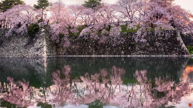 Ngẩn ngơ trước vẻ đẹp thần tiên của mùa hoa anh đào Nhật Bản - Ảnh 12.