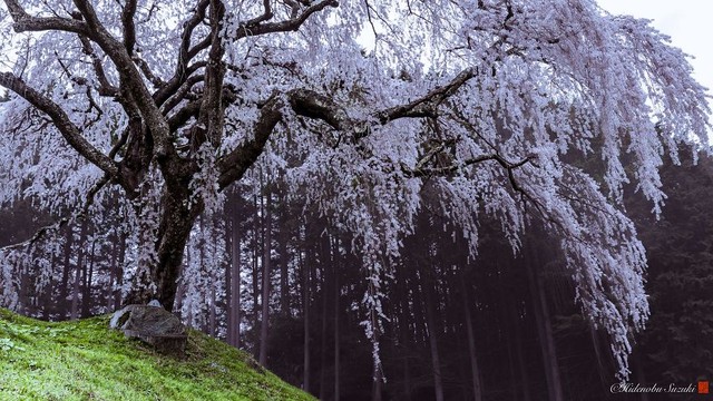 Ngẩn ngơ trước vẻ đẹp thần tiên của mùa hoa anh đào Nhật Bản - Ảnh 7.