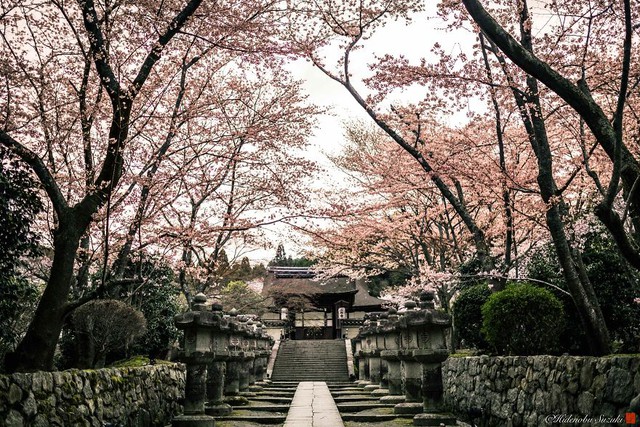 Ngẩn ngơ trước vẻ đẹp thần tiên của mùa hoa anh đào Nhật Bản - Ảnh 6.