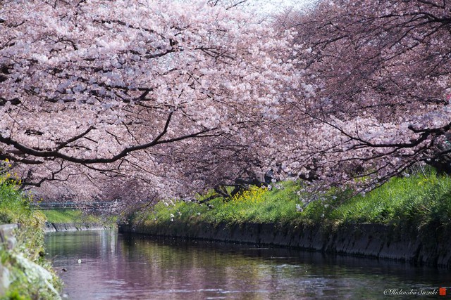 Ngẩn ngơ trước vẻ đẹp thần tiên của mùa hoa anh đào Nhật Bản - Ảnh 14.