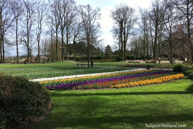 Mê mẩn sắc hoa tulip tại Hà Lan - Ảnh 2.