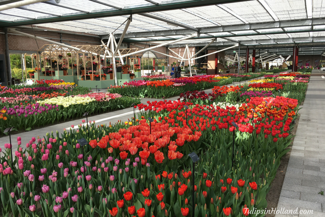 Mê mẩn sắc hoa tulip tại Hà Lan - Ảnh 6.