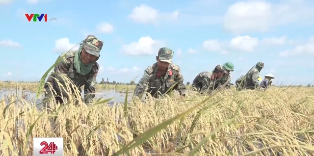 Xúc động hình ảnh bộ đội cùng nông dân Long An gặt lúa chạy lũ - Ảnh 1.