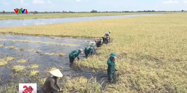 Xúc động hình ảnh bộ đội cùng nông dân Long An gặt lúa chạy lũ - Ảnh 2.