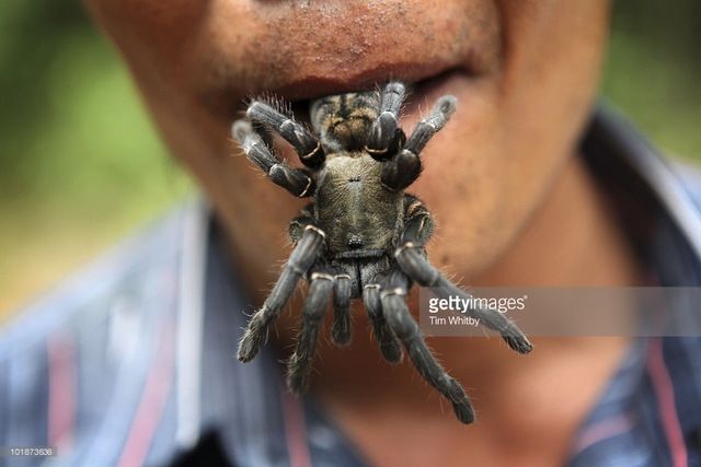 Mùa săn nhện làm… thức ăn ở Campuchia - Ảnh 1.