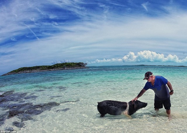 Mốt chụp ảnh với động vật trên bãi biển ở Caribe gây sốt - Ảnh 5.