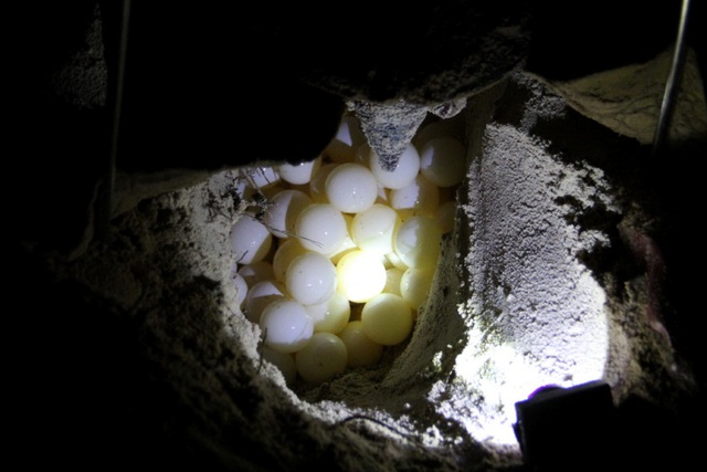 Mùa rùa biển đẻ trứng ở Côn Đảo có gì đặc biệt? - Ảnh 1.