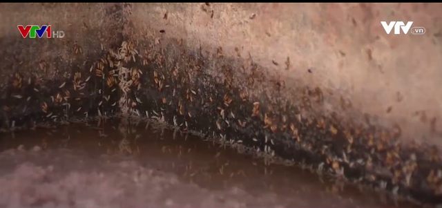 Sốc với hình ảnh giòi bọ, côn trùng chết trong bể làm mắm tôm bẩn - Ảnh 3.