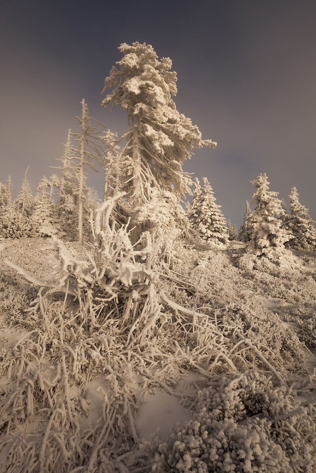 Ngắm mùa đông huyền ảo ở vùng rừng núi Ba Lan - Ảnh 11.