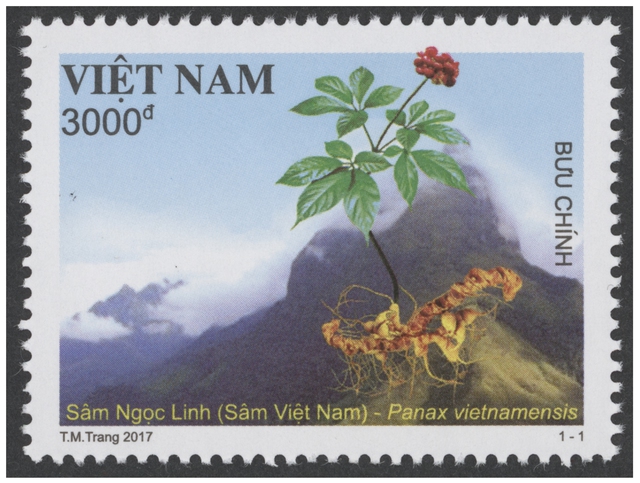 Phát hành bộ tem đặc biệt “Sâm Ngọc Linh (Sâm Việt Nam)” tại Quảng Nam - Ảnh 1.