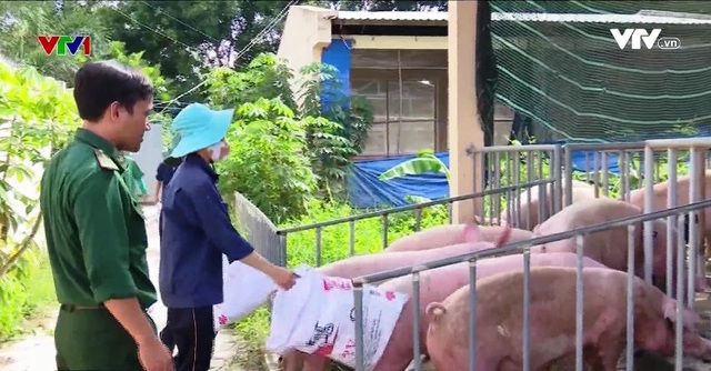 Bộ đội biên phòng Kiên Giang thu mua lợn hỗ trợ người dân - Ảnh 1.