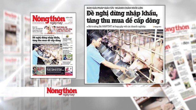 Ngành chăn nuôi lợn thoi thóp: Nguyên nhân và giải pháp - Ảnh 2.