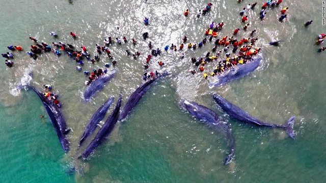 Nỗ lực cứu 10 con cá voi mắc cạn tại Indonesia - Ảnh 1.