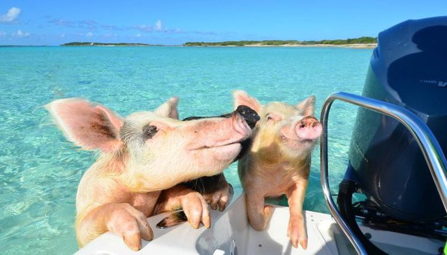 Hòn đảo dành cho những chú lợn bơi lội thỏa thích - Ảnh 6.