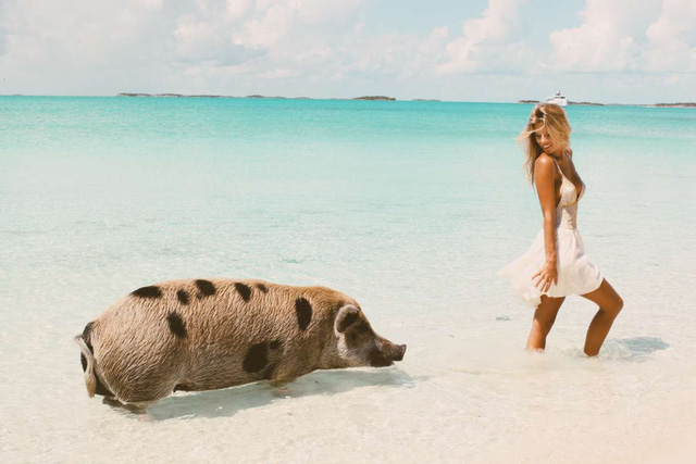 Hòn đảo dành cho những chú lợn bơi lội thỏa thích - Ảnh 7.