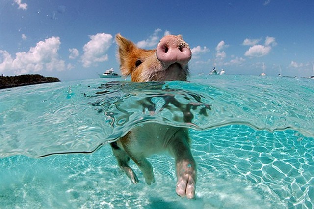 Hòn đảo dành cho những chú lợn bơi lội thỏa thích - Ảnh 4.