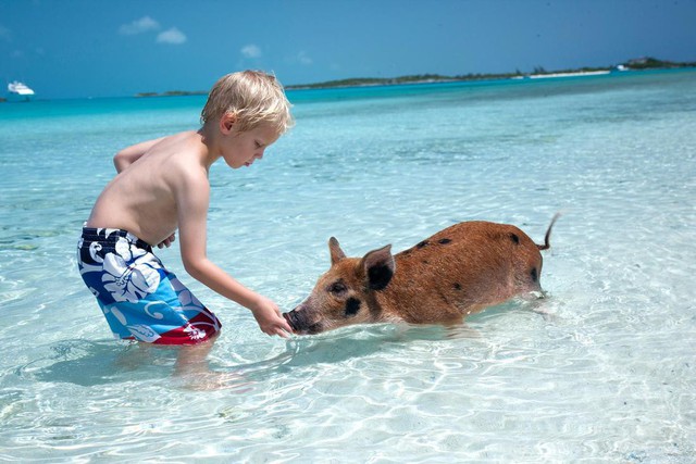 Hòn đảo dành cho những chú lợn bơi lội thỏa thích - Ảnh 5.