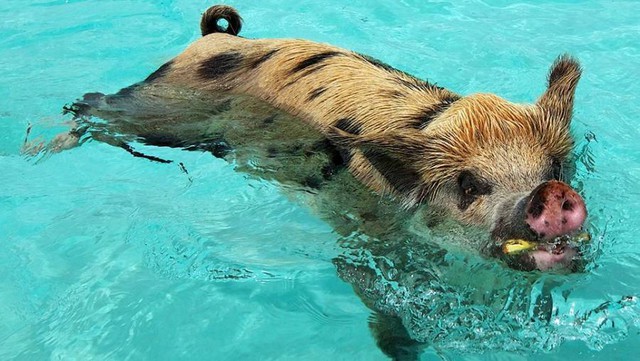 Hòn đảo dành cho những chú lợn bơi lội thỏa thích - Ảnh 2.