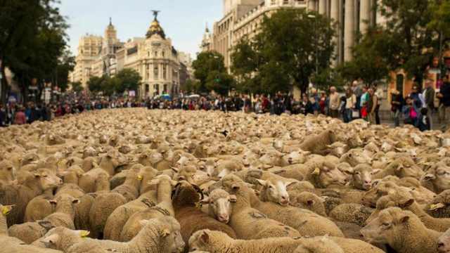 Hàng trăm chú cừu diễu hành trên đường phố Madrid, Tây Ban Nha - Ảnh 3.