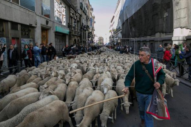 Hàng trăm chú cừu diễu hành trên đường phố Madrid, Tây Ban Nha - Ảnh 4.