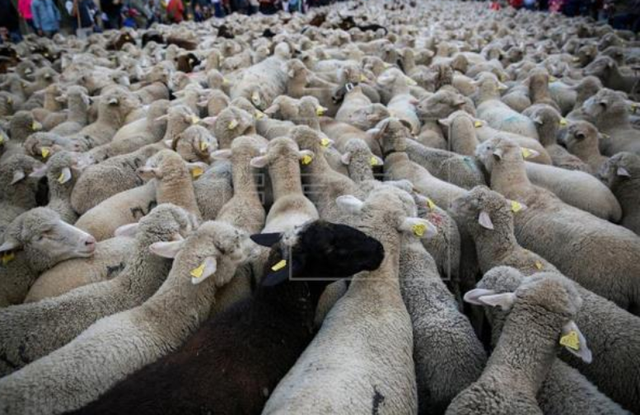 Hàng trăm chú cừu diễu hành trên đường phố Madrid, Tây Ban Nha - Ảnh 5.