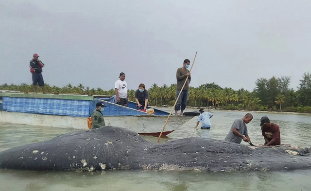 Chưa tìm ra nguyên nhân cá voi chết tại Indonesia - Ảnh 2.