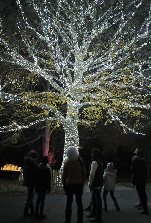 Vườn bách thảo Hoàng gia Anh lung linh và rực rỡ đón Giáng sinh - Ảnh 1.