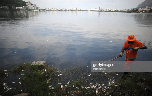 13 tấn cá chết trong nắng nóng ở đầm phá Rio, Brazil - Ảnh 4.