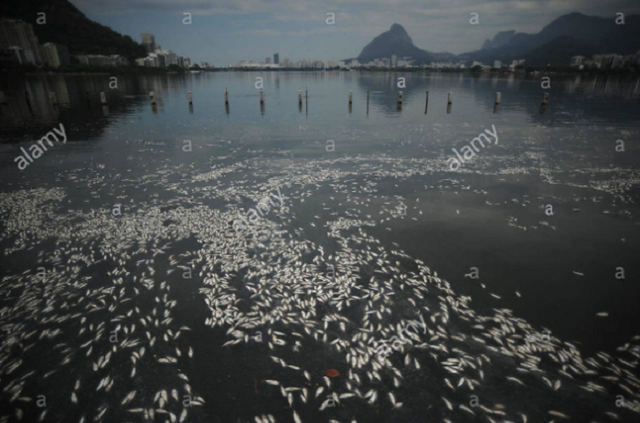 13 tấn cá chết trong nắng nóng ở đầm phá Rio, Brazil - Ảnh 5.