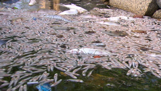 13 tấn cá chết trong nắng nóng ở đầm phá Rio, Brazil - Ảnh 3.